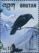 Colnect-3354-989-Common-Raven-Corvus-corax.jpg