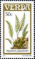 Colnect-2840-106-Ferns-Polypodium-polypodioides.jpg