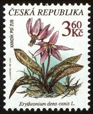 Colnect-3723-922-Dog-s-tooth-violet-ERYTHRONIUM-DENS-CANIS-L.jpg