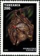 Colnect-4312-442-Syconycteris-australis.jpg