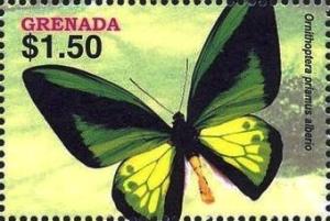 Colnect-4197-826-Ornithoptera-priamus-alberio.jpg