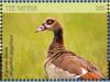 Colnect-5033-993-Egyptian-Goose----Alopochen-aegyptiaca.jpg