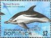 Colnect-3292-981-Striped-Dolphin-Stenella-coeruleoalba.jpg