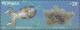 Colnect-2875-785-Bigfin-Reef-Squid-Sepioteuthis-lessoniana-Red-Algae-Kapp.jpg
