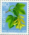 Colnect-140-582-Great-Maple-Acer-pseudoplatanus.jpg