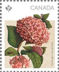 Colnect-3216-345-Hydrangea-macrophylla.jpg