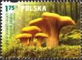 Colnect-4812-761-Real-Chanterelle-Cantharellus-cibarius.jpg