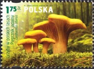 Colnect-4812-761-Real-Chanterelle-Cantharellus-cibarius.jpg