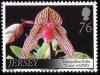 Colnect-706-311-Paphiopedilum-Rolfei--lsquo-Trinity-rsquo--.jpg