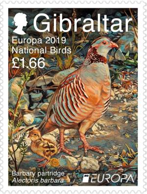 Colnect-5577-088-Barbary-Partridge-Alectoris-barbara.jpg