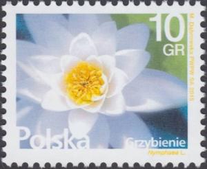Colnect-4818-915-Water-Lilies-Nymphaea-L.jpg