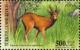 Colnect-965-320-Roe-deer-Capreolus-capreolus.jpg