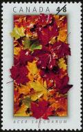 Colnect-577-076-Acer-saccharum-Maple-Tree.jpg