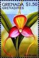 Colnect-4385-435-Masdevallia-caudata.jpg