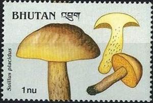 Colnect-2930-746-Suillus-placidus.jpg