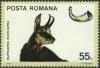 Colnect-620-526-Chamois-Rupicapra-rupicapra.jpg
