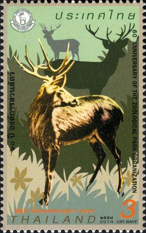 Colnect-2569-729-Schomburgk-s-Deer-Rucervus-schomburgki.jpg