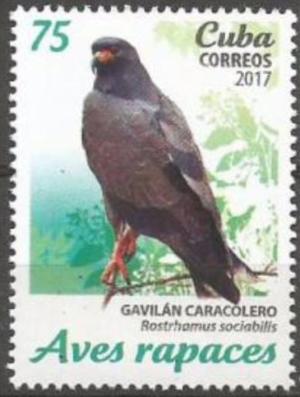 Colnect-4597-749-Snail-Kite-Rostrhamus-sociabilis.jpg