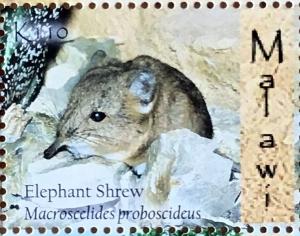 Colnect-4579-573-Round-eared-Elephant-Shrew-Macroscelides-proboscideus.jpg