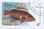 Colnect-1227-433-Yellowedge-Grouper-Epinephelus-flavolimbatus.jpg