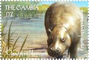 Colnect-4028-974-Hippopotamus-Hippopotamus-amphibius.jpg