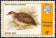 Colnect-772-050-Red-backed-Buttonquail-Turnix-maculosus.jpg