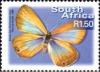 Colnect-1428-595-Brenton-Blue-Orachrysops-niobe.jpg