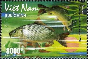 Colnect-1621-629-Common-Carp-Cyprinus-carpio.jpg