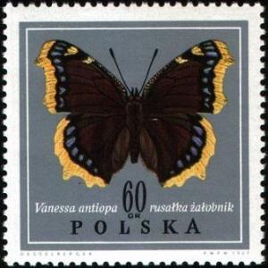 Colnect-3572-820-Mourning-Cloak-Nymphalis-antiopa.jpg