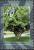 Colnect-5662-568-Calabash-Tree.jpg