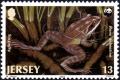 Colnect-6080-511-Agile-Frog-Rana-dalmatina-.jpg