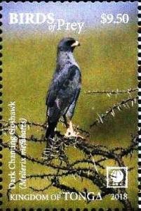 Colnect-6252-081-Dark-Chanting-Goshawk---Melierax-metabates.jpg