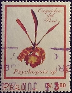 Colnect-2347-562-Psychopsis-sp.jpg