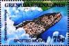 Colnect-4359-267-Spotted-moray.jpg