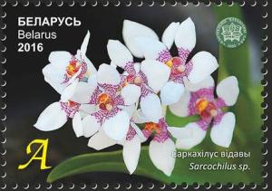 Colnect-3129-338-Sarcochilus-sp.jpg