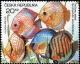 Colnect-3737-195-Blue-Discus-Symphysodon-aequifasciatus.jpg