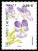 Colnect-5839-588-Rouen-Violet-Viola-hispida.jpg