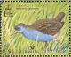 Colnect-3742-511-Rufous-tailed-Waterhen-Amaurornis-moluccan.jpg